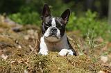 BOSTON TERRIER 250